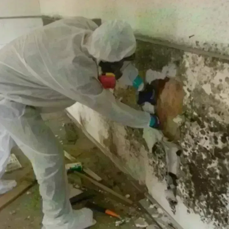 Mold Remediation and Removal in Lake Darby, OH